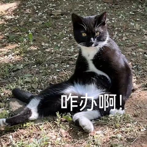 安可可可可于2023-05-23 10:00发布的图片