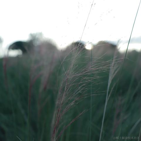 折花赠汝于2023-07-25 11:18发布的图片