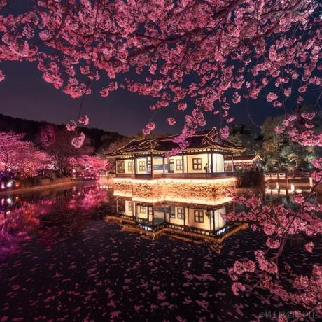 无锡第一深情于2024-04-03 14:34发布的图片