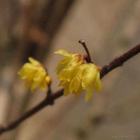 红毛丹于2022-03-07 10:18发布的图片