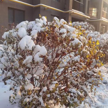 果丹皮一伯昏于2022-11-16 14:28发布的图片