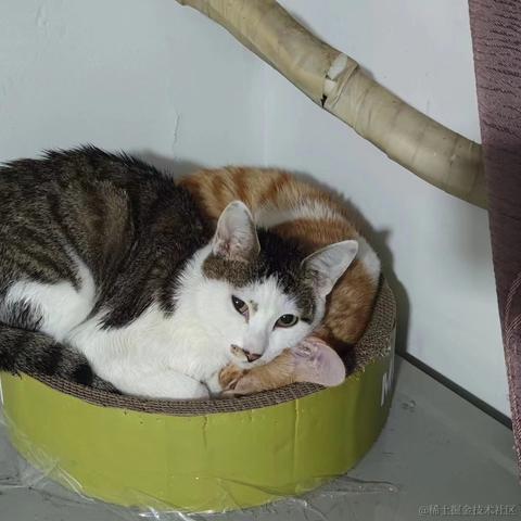 梦想是回家养猪于2024-01-08 15:07发布的图片