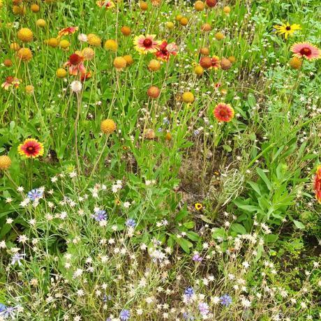 乃宝可爱捏嘎于2023-07-05 11:52发布的图片