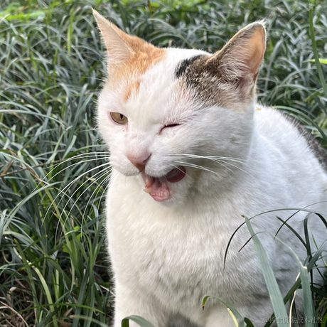 喵桑阿里嘎多版于2023-04-12 23:30发布的图片