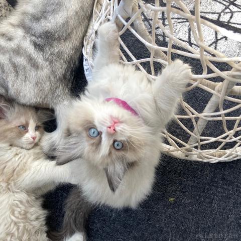 抖音开放平台于2021-10-28 14:21发布的图片