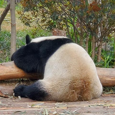 没有哆啦的A梦于2023-03-17 09:46发布的图片