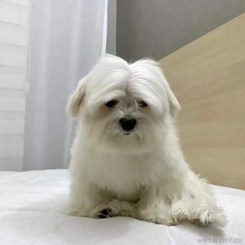 BooBoo于2021-12-23 19:17发布的图片