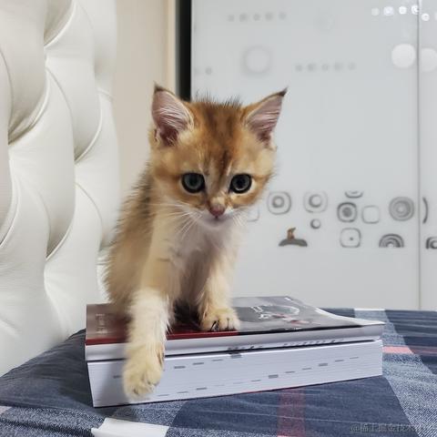 dailer于2020-11-01 10:50发布的图片