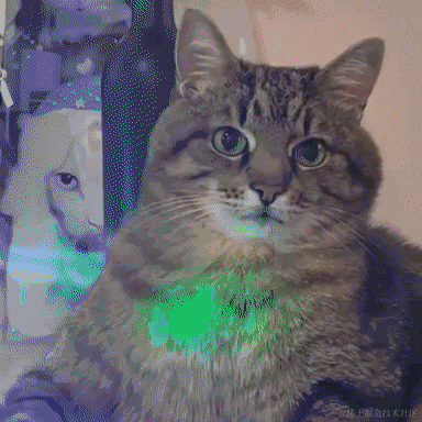 有一只猪于2022-06-07 12:26发布的图片