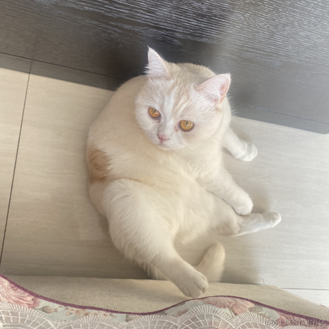 点点是只猫于2022-11-11 23:31发布的图片