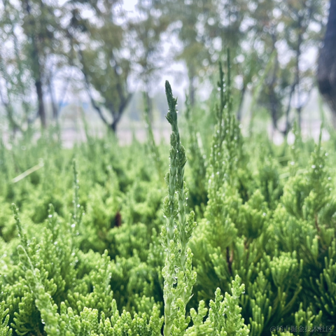 摄氏40度于2021-09-14 10:56发布的图片