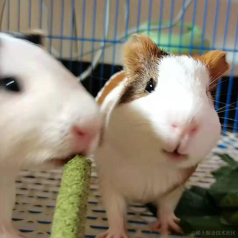 派大星的派于2021-08-06 11:01发布的图片