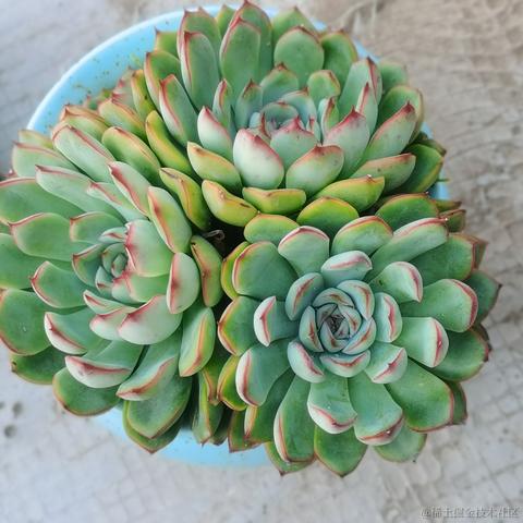 月季花于2022-11-23 17:17发布的图片