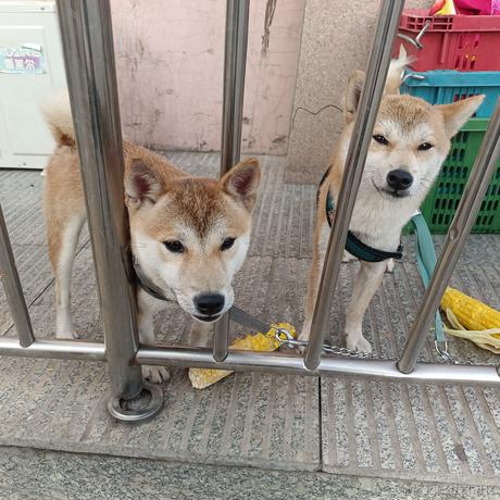 四月一日君寻于2023-07-09 09:07发布的图片