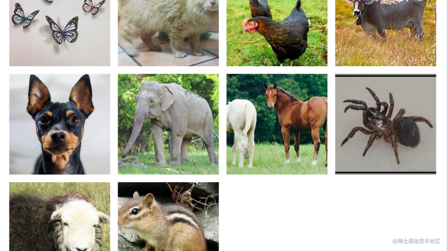 基于PaddleClas的PP-LCNet模型的动物图像识别与分类