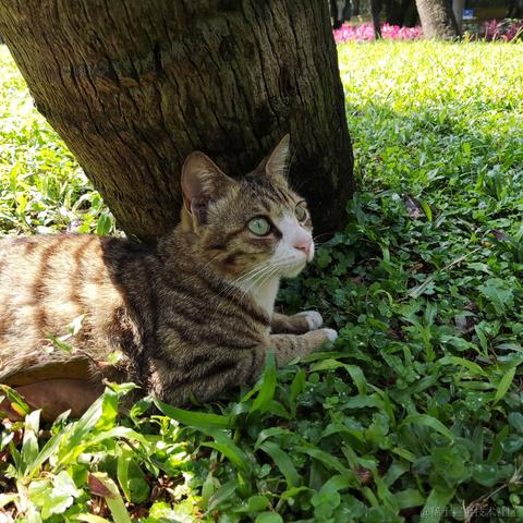 出头猫于2022-04-06 11:28发布的图片