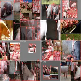 高精度家禽猪检测识别系统4993.png