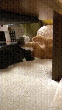 C59324E4605D52CC8C53FC9CB10C05F8.gif