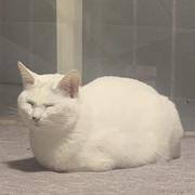 atomtian的个人资料头像