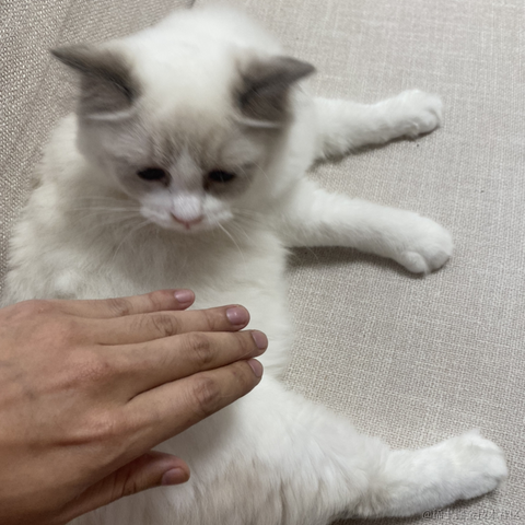 岛民小强于2021-10-21 17:40发布的图片