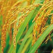 西瓜太郎95237于2022-11-16 21:53发布的图片