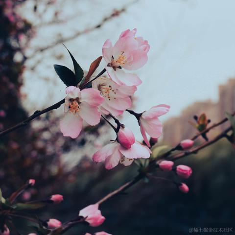 欲买桂花同载酒_于2023-03-13 16:10发布的图片