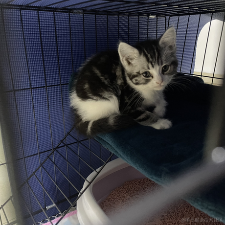 大肥咕于2022-12-05 07:11发布的图片