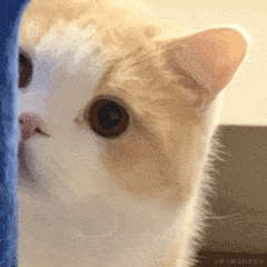 有一只猪于2022-06-12 18:04发布的图片