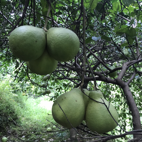 九亿妙龄少女的梦于2020-10-09 08:46发布的图片