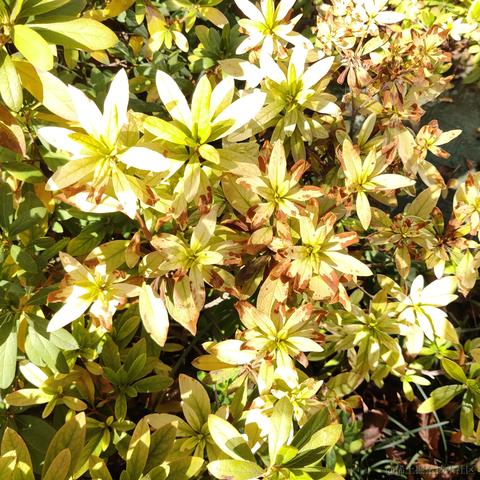 __Petrichor于2024-01-15 13:16发布的图片