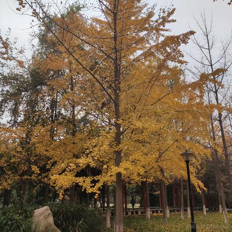 蓝冠青鸟于2022-11-24 16:49发布的图片