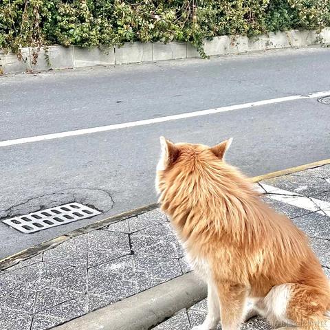 泻药本药于2022-12-15 18:06发布的图片