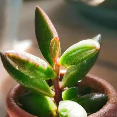 月季花于2022-11-27 07:47发布的图片