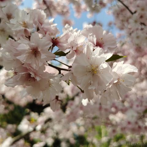 cancy于2021-04-06 16:10发布的图片