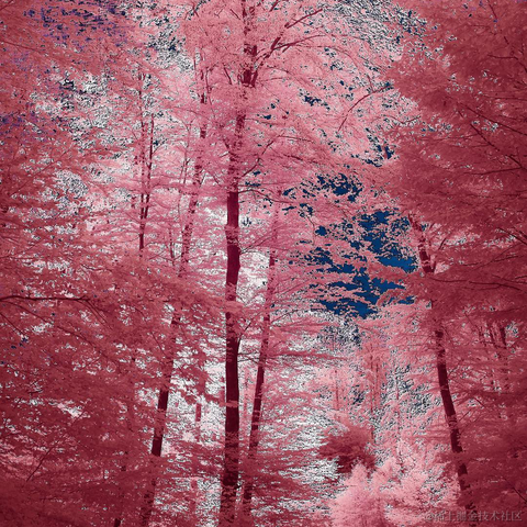 码界西柚于2024-01-29 13:16发布的图片