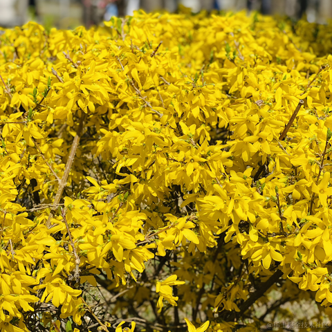 lizheming于2021-03-29 13:45发布的图片