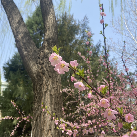 勾崽于2021-03-25 09:27发布的图片