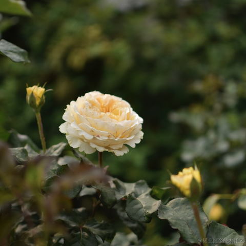 _一杯冰美式_于2023-03-21 10:05发布的图片