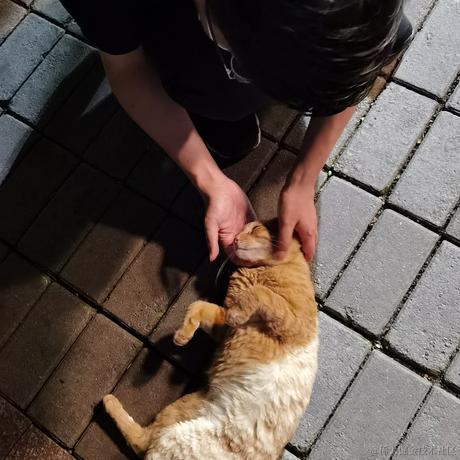 飞鸟与林于2021-06-24 09:07发布的图片