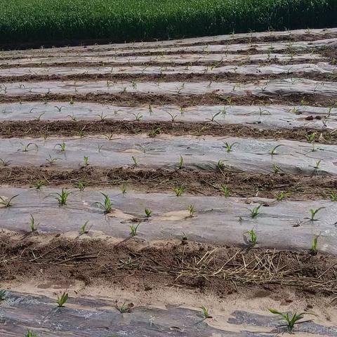 珑墨于2021-05-05 08:35发布的图片