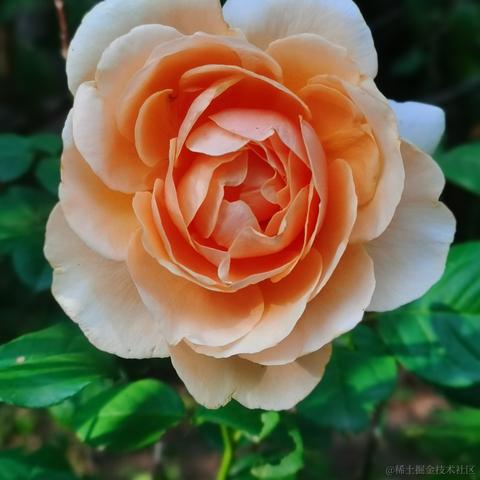 月季花于2022-11-24 09:59发布的图片