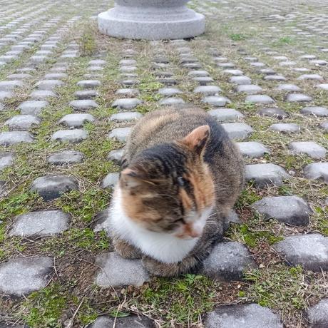 不吃青椒啊于2022-11-25 14:07发布的图片