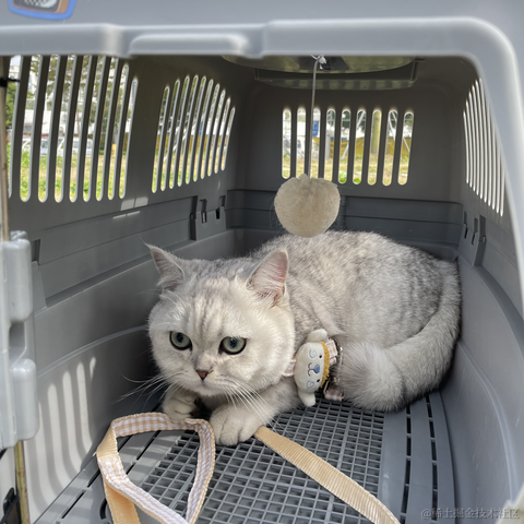 一只菜豆于2023-01-10 18:38发布的图片