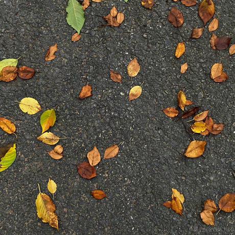 在鸟笼外向你说晚安于2022-11-16 22:47发布的图片