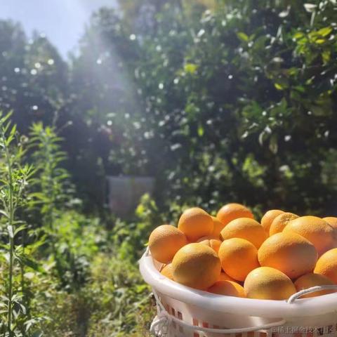 codercao于2022-11-21 10:15发布的图片