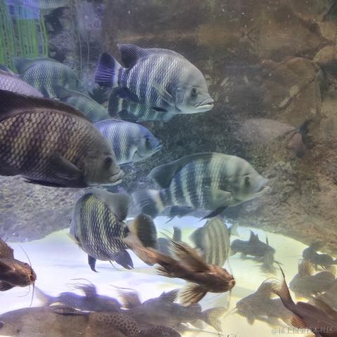 吃鱼徐于2023-05-24 10:37发布的图片