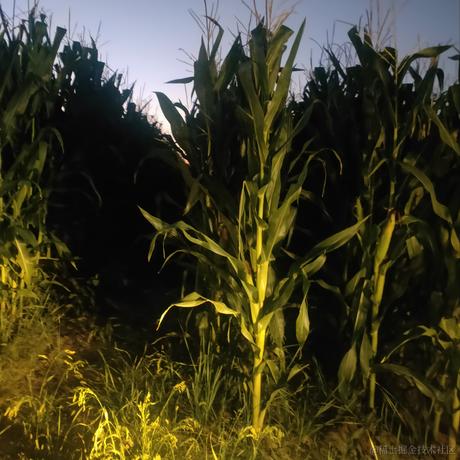 霍霍霍香正气水于2022-12-09 21:04发布的图片