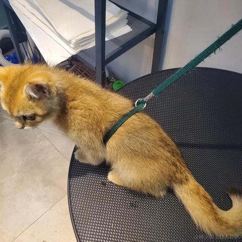 将军山最速下山传说于2020-12-15 08:28发布的图片