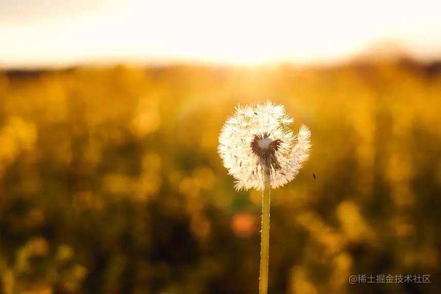 蒲公英.jpg
