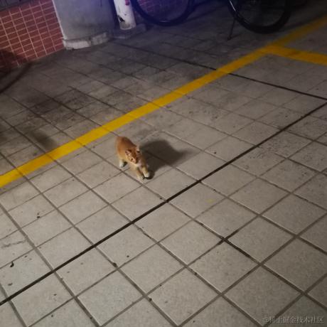 Dreamsidemroon于2022-11-25 21:47发布的图片